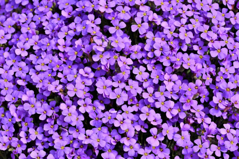 Aubrieta's Purple Sea: Violet Flower Carpet 4K 5K Wallpaper