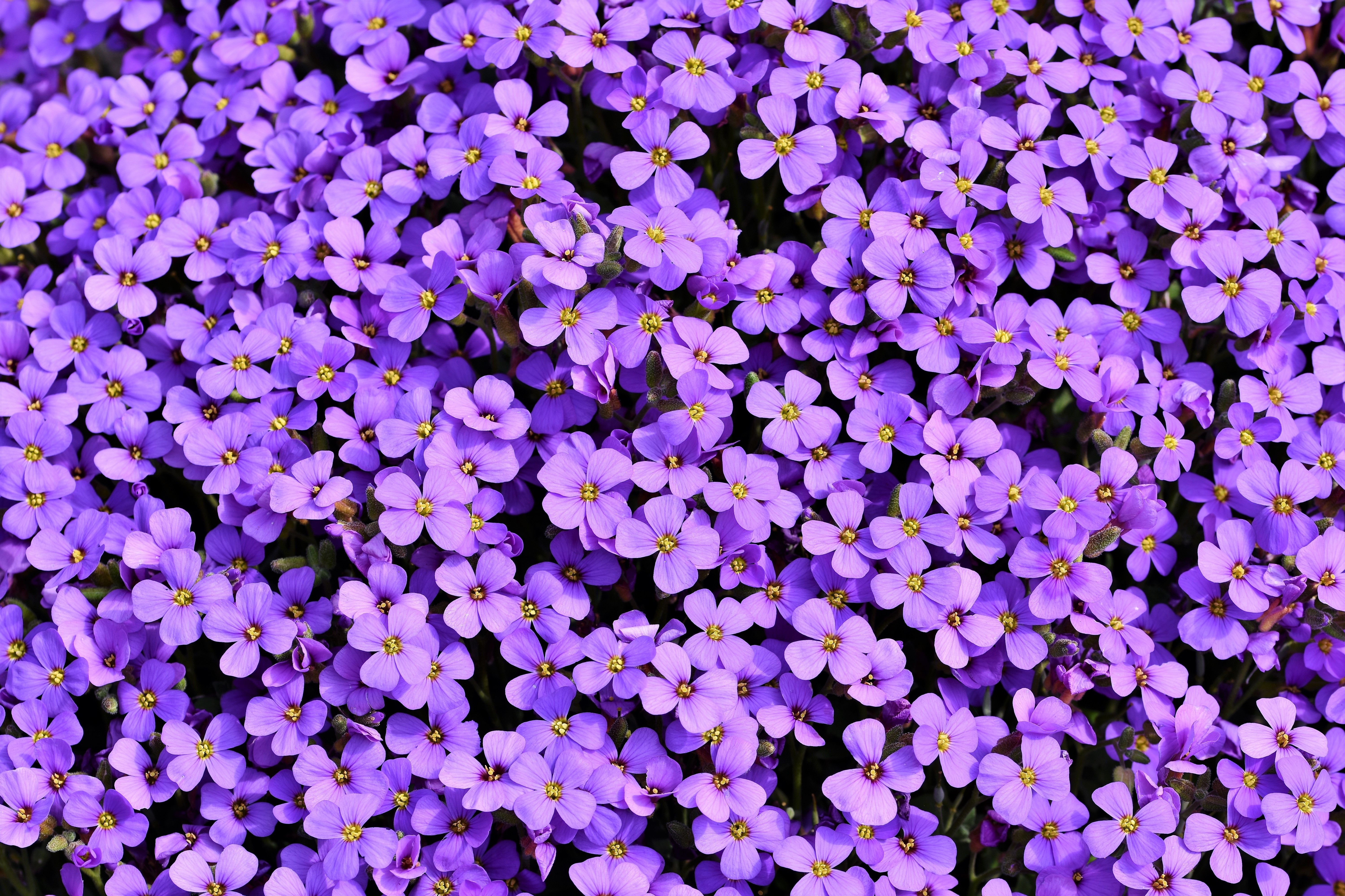 Aubrieta's Purple Sea: Violet Flower Carpet 4K 5K Wallpaper