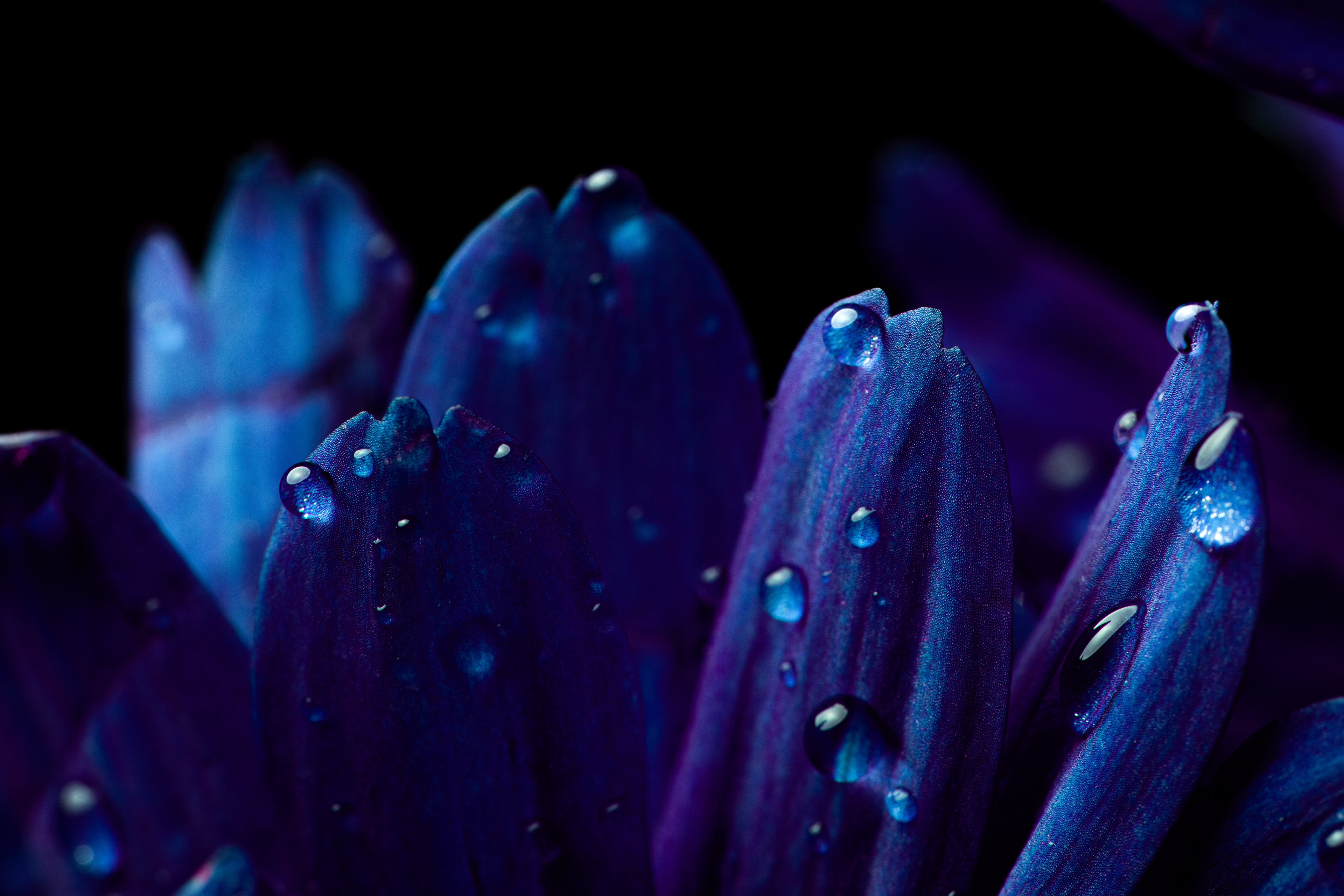 Midnight Blue Flower's Dewy Embrace 4K Wallpaper