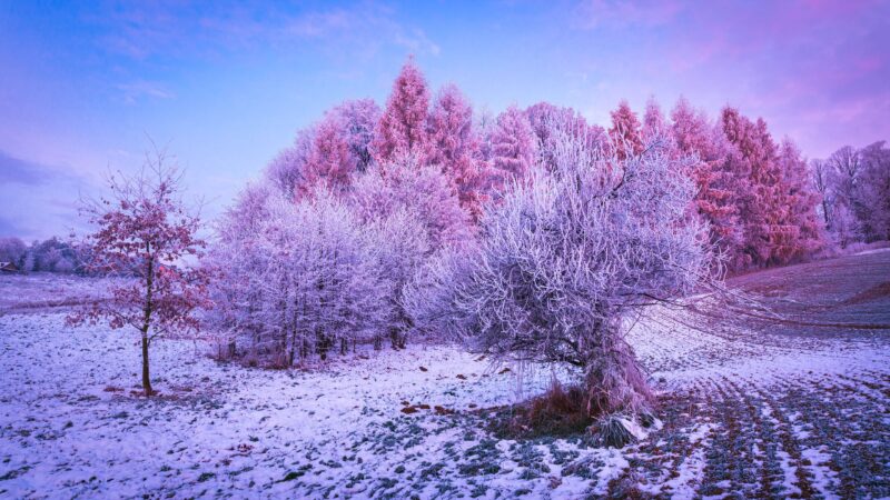 Frosty Winter in Konary's Dreamy Landscape 4K Wallpaper