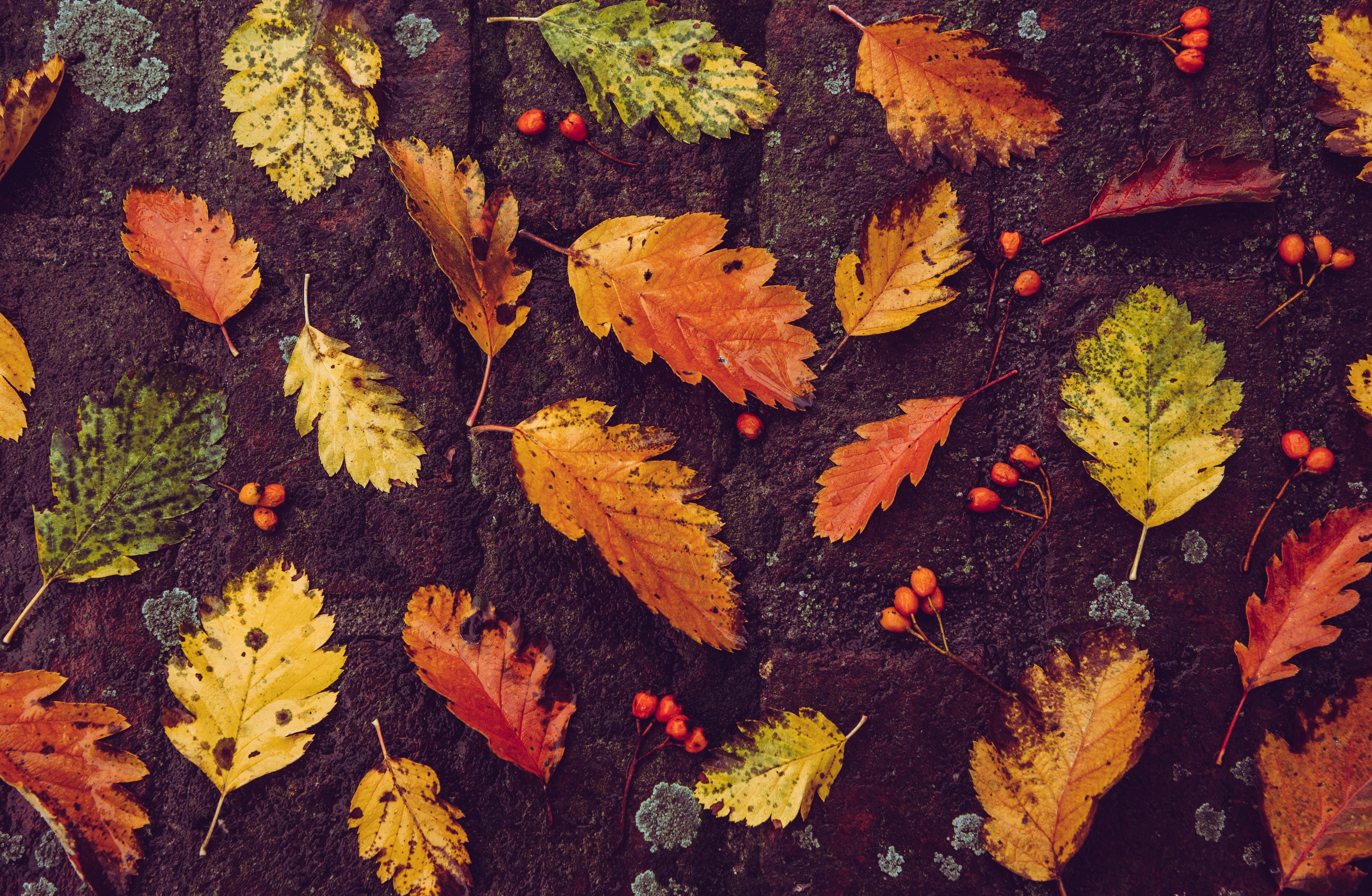 Autumn's Rustic Canvas: Fallen Leaves Dance 4K 5K Wallpaper