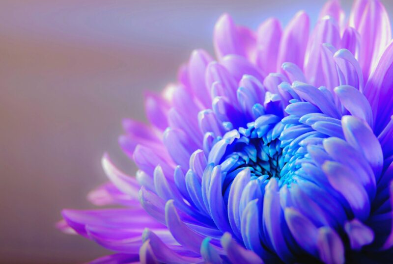 Ethereal Chrysanthemum Radiance Wallpaper