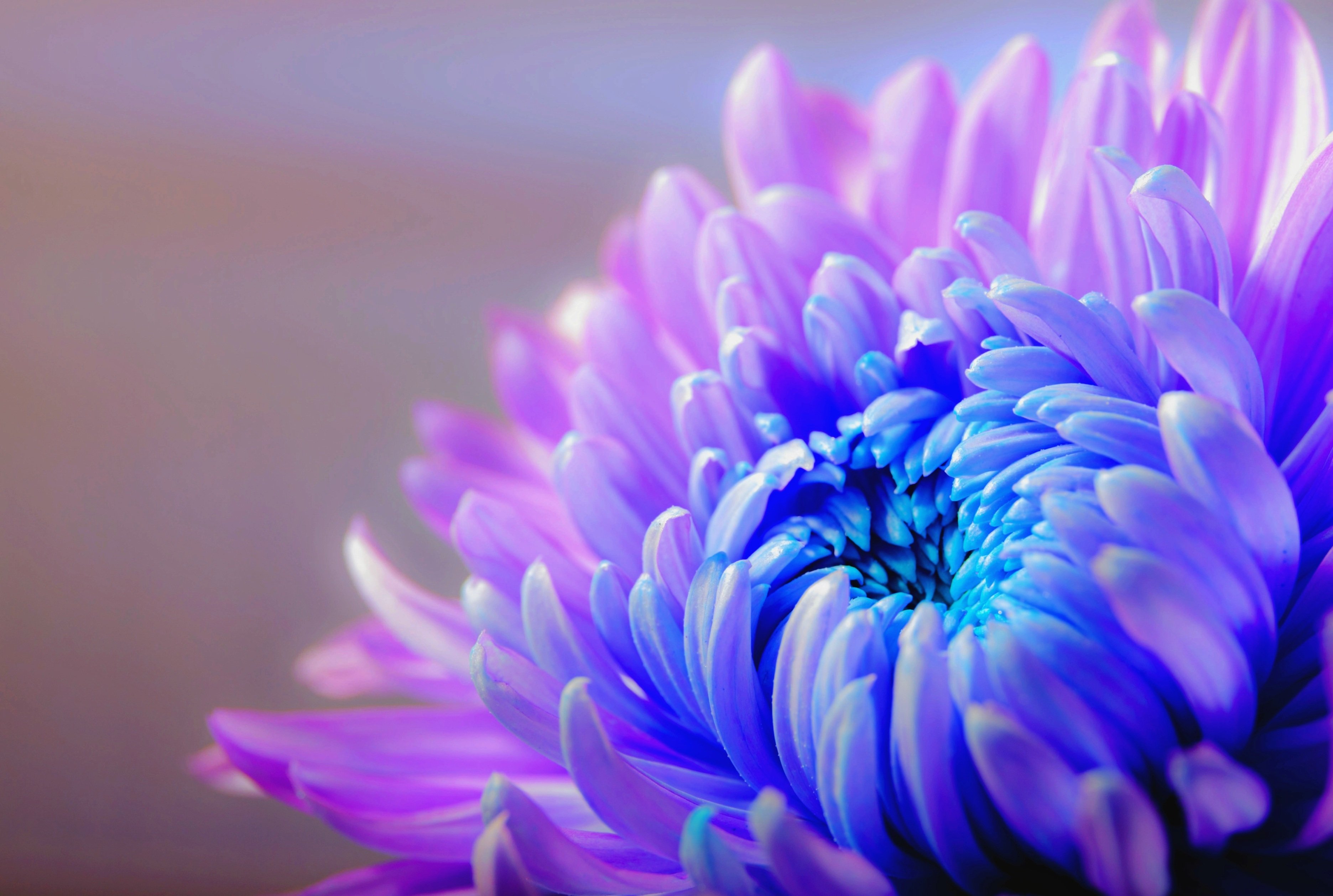 Ethereal Chrysanthemum Radiance Wallpaper