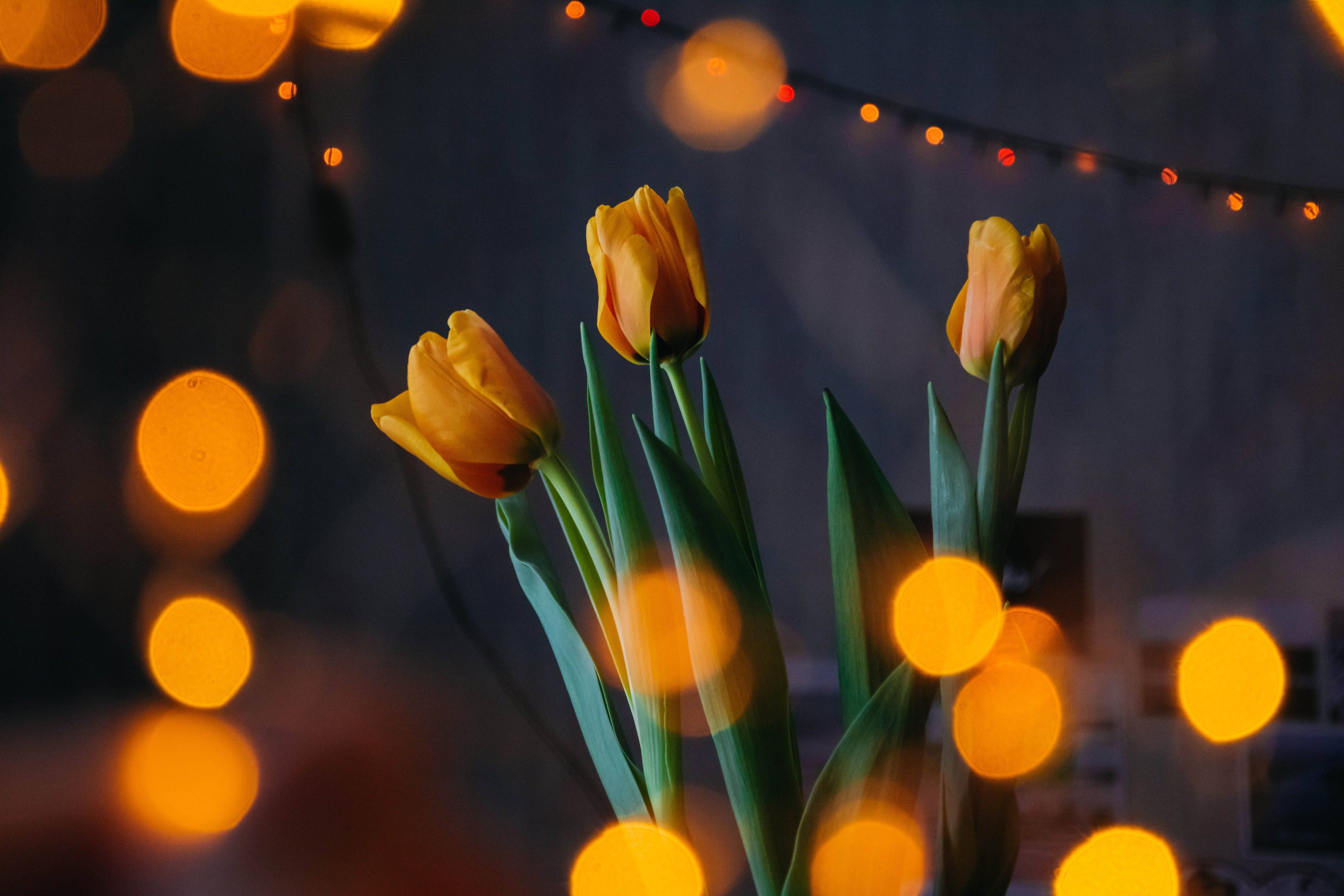 Golden Tulips in Soft Light 4K 5K Wallpaper