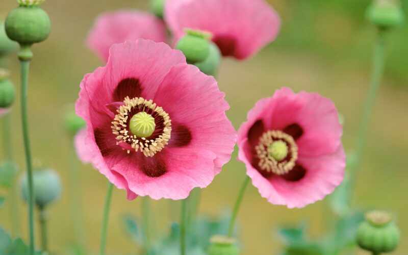 Pink Poppies in Soft Focus 4K 5K Wallpaper