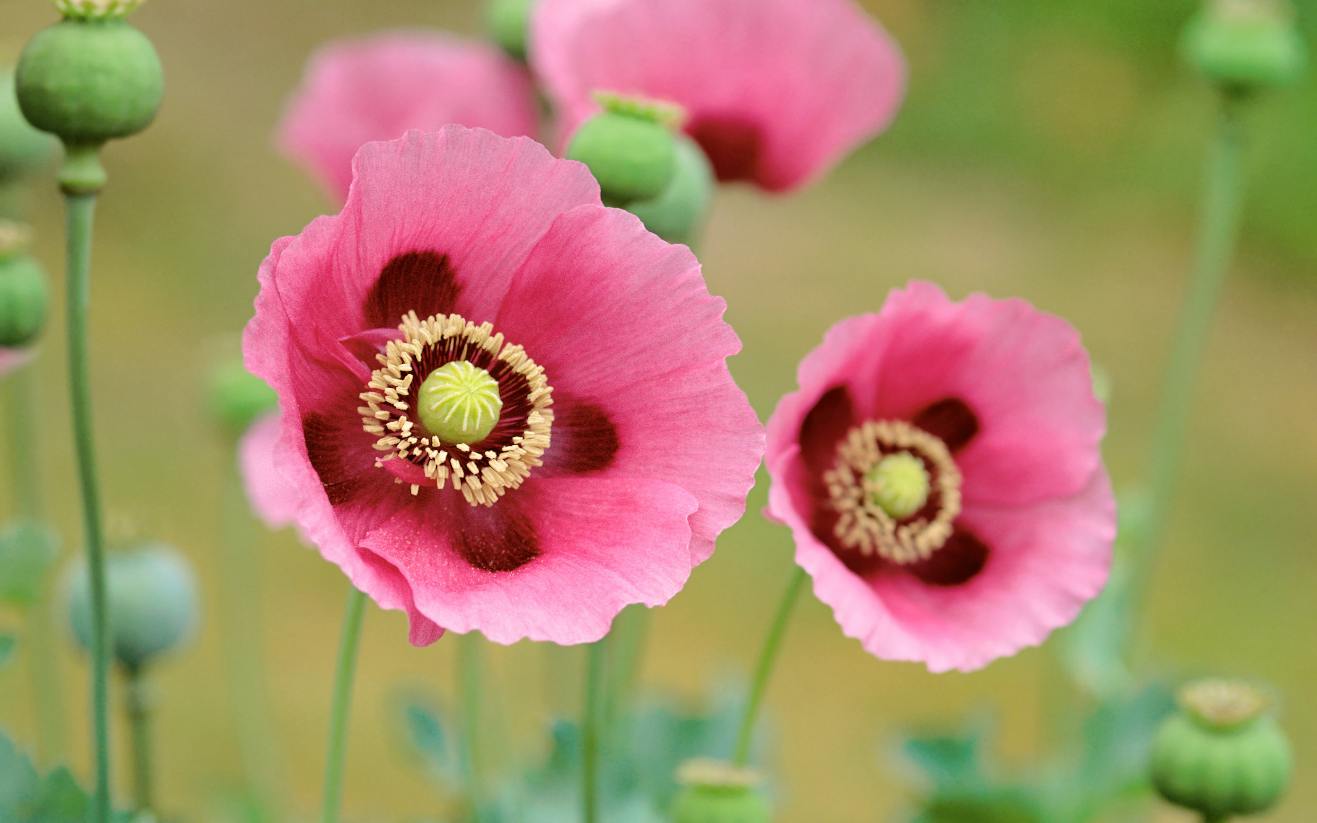Pink Poppies in Soft Focus 4K 5K Wallpaper