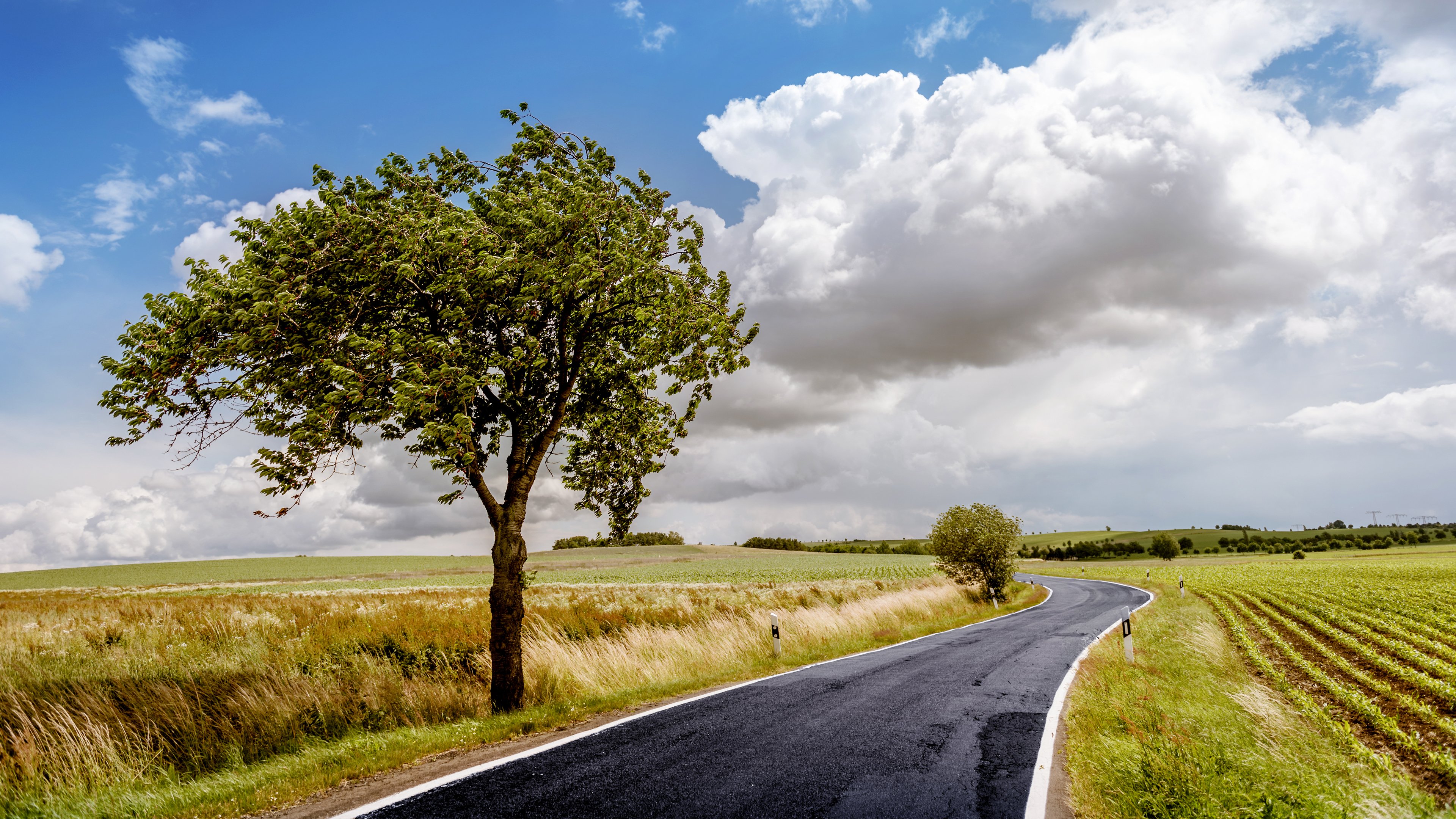 Lone Tree Beside Winding Countryside Road 4K Wallpaper