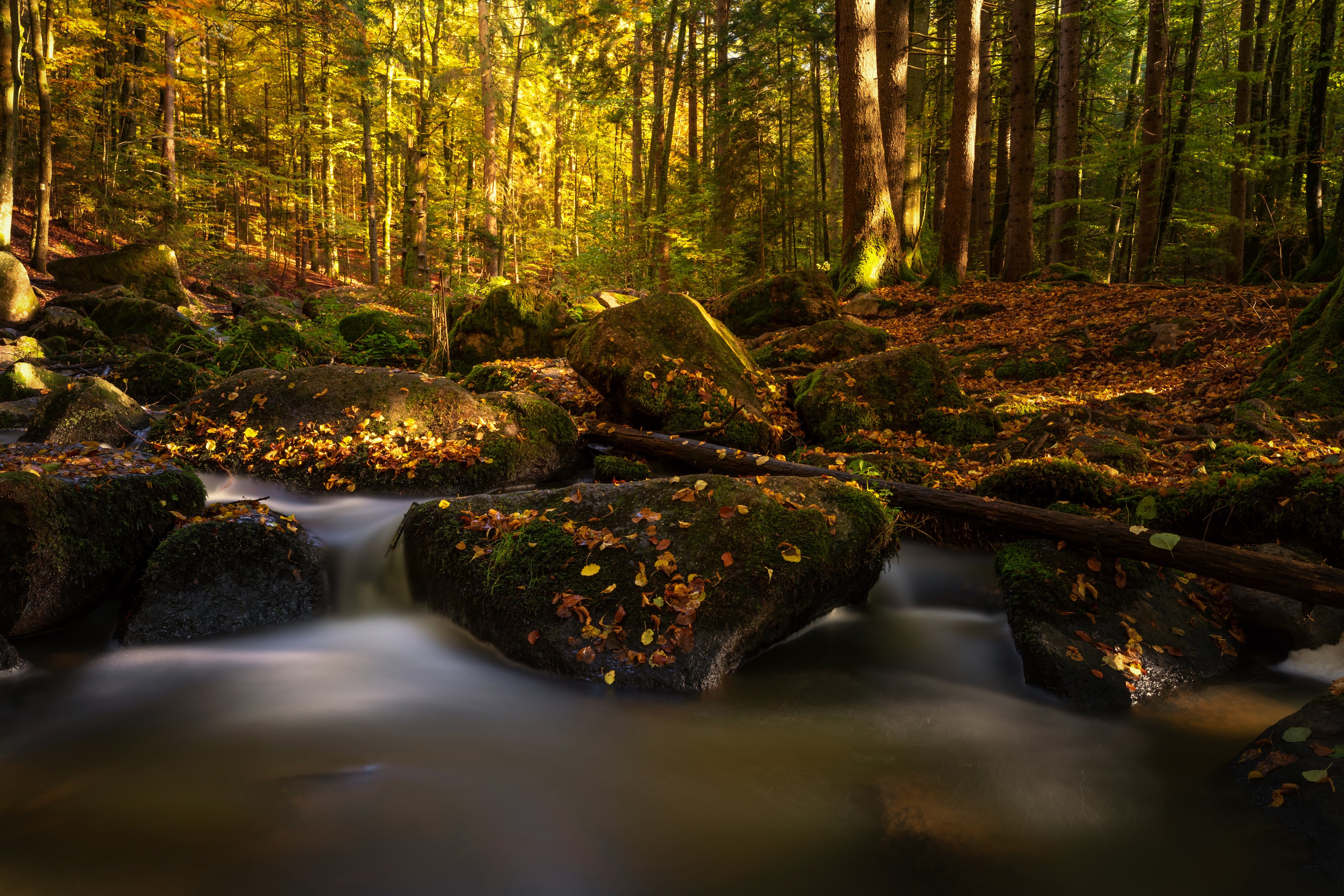 Autumn Whispers in Bavarian Forest Stream 4K Wallpaper
