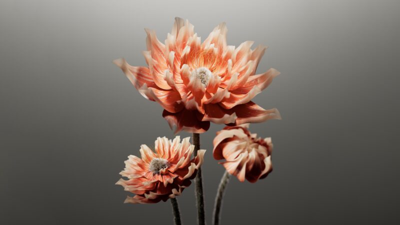 Peach Dahlia Bloom in Soft Elegance 4K 5K 8K Wallpaper
