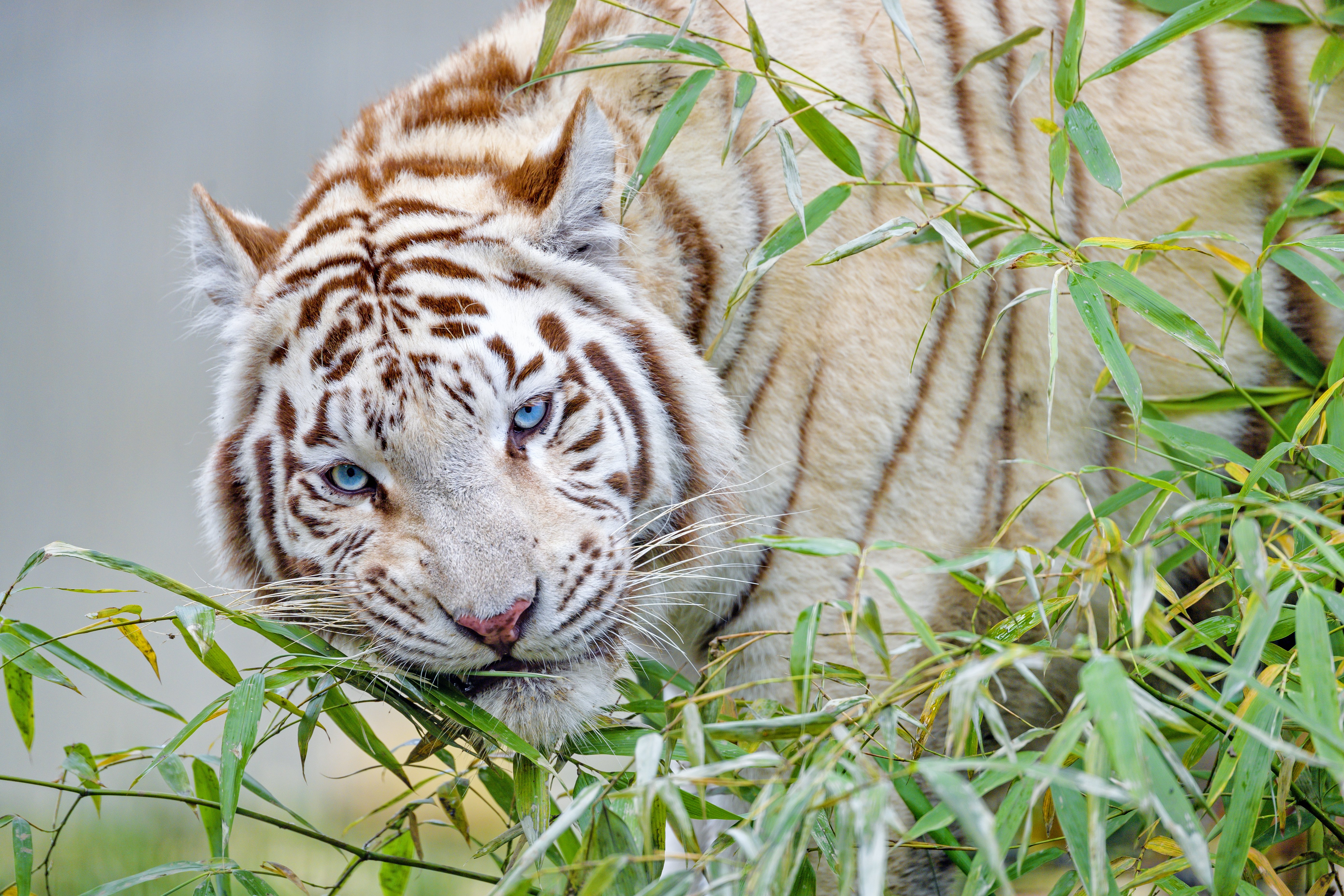 White Tiger's Serene Gaze Among Bamboo 4K 5K Wallpaper