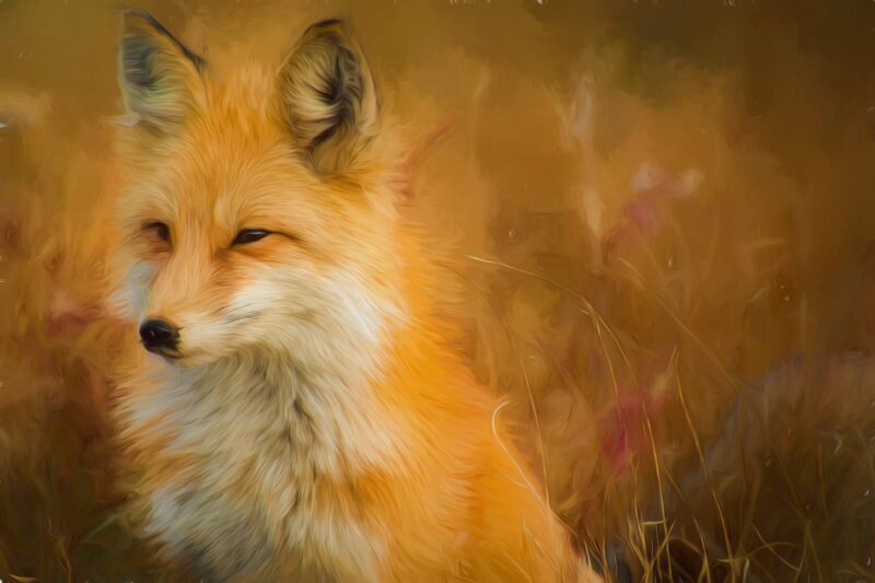Golden Fox: A Serene Wilderness Portrait 4K 5K Wallpaper