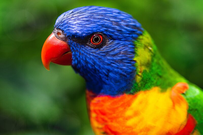 Rainbow Lorikeet: Nature's Colorful Masterpiece 4K 5K Wallpaper