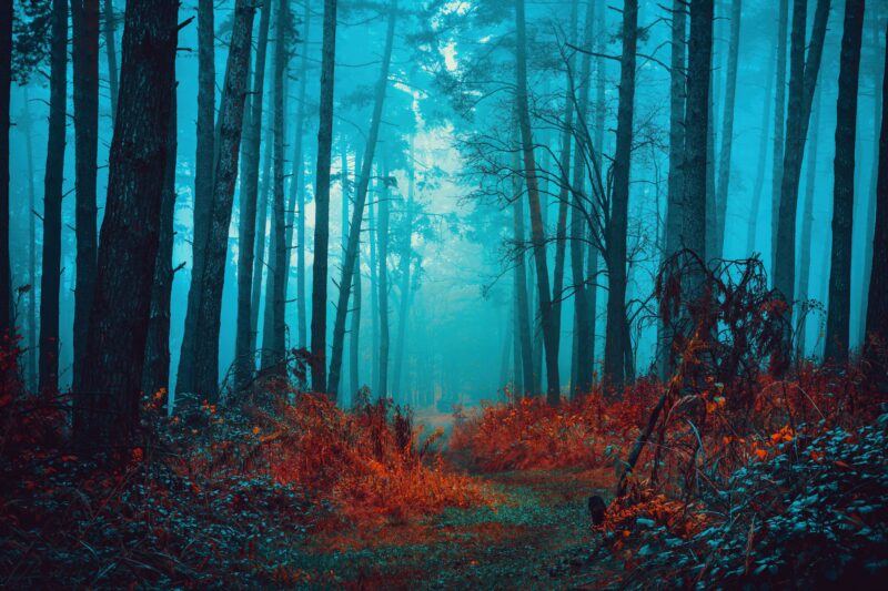 Mystical Whispers: Autumn's Enchanted Forest 4K 5K 8K Wallpaper