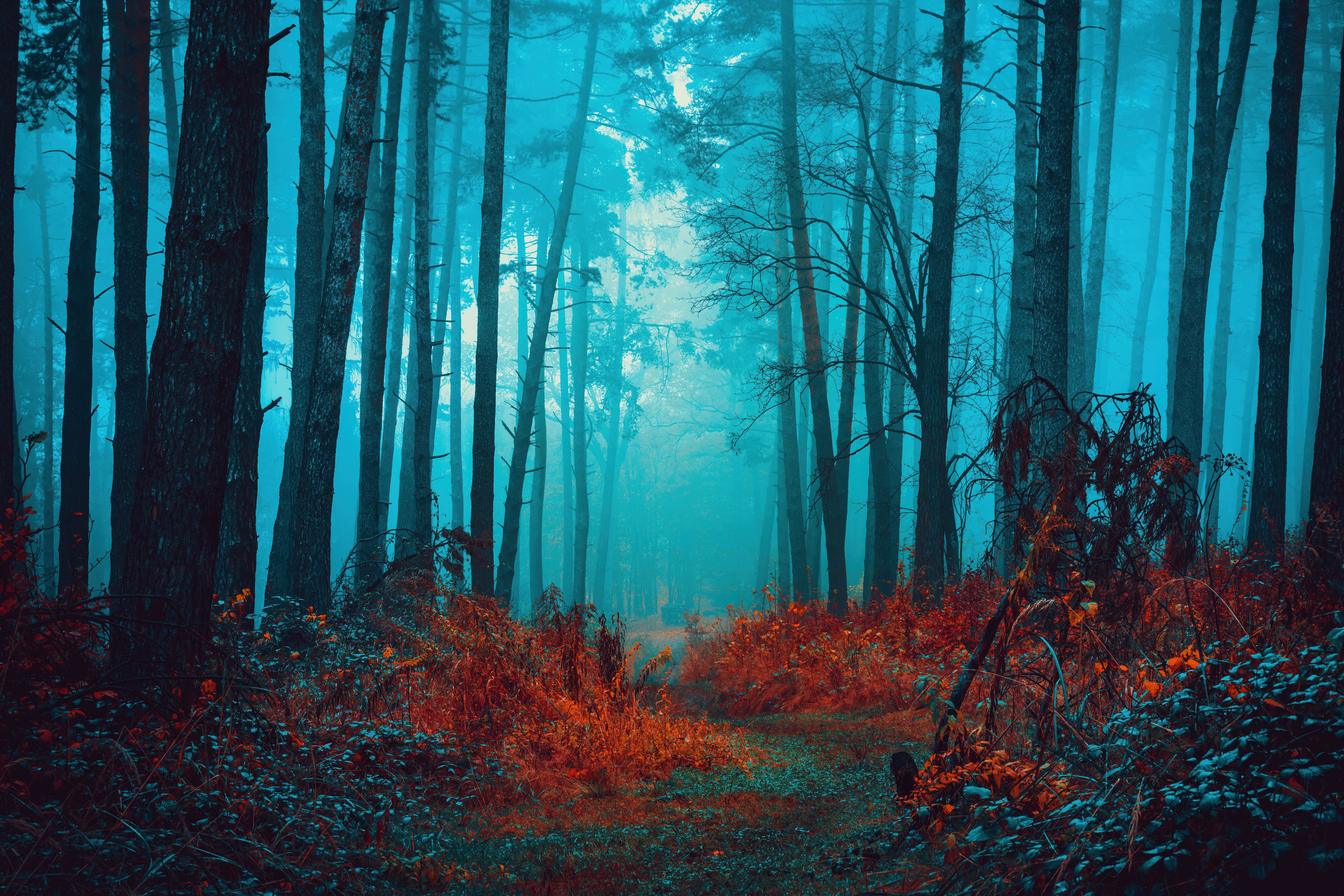 Mystical Whispers: Autumn's Enchanted Forest 4K 5K 8K Wallpaper