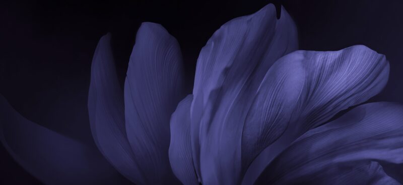 Midnight Petals: Vivo's Floral Digital Essence 4K Wallpaper