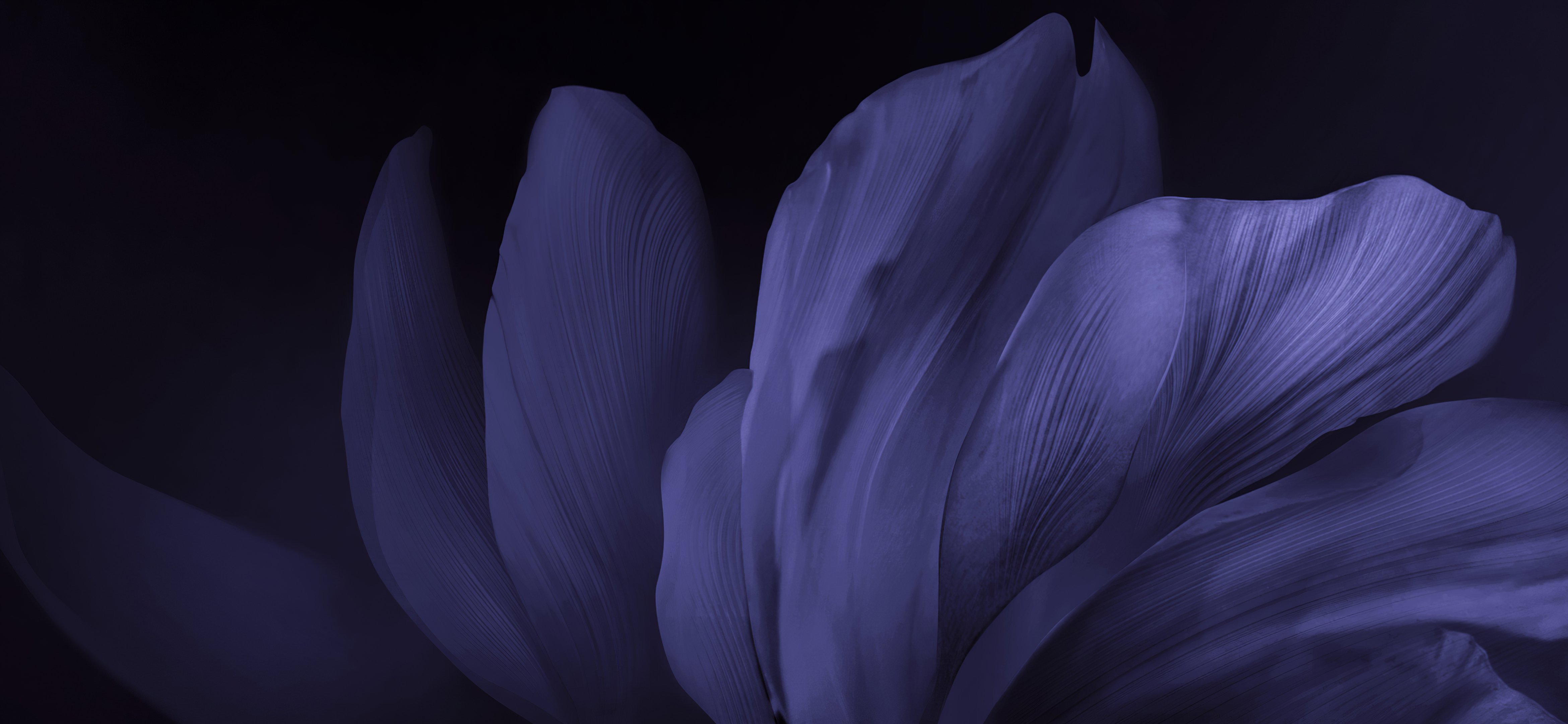Midnight Petals: Vivo's Floral Digital Essence 4K Wallpaper