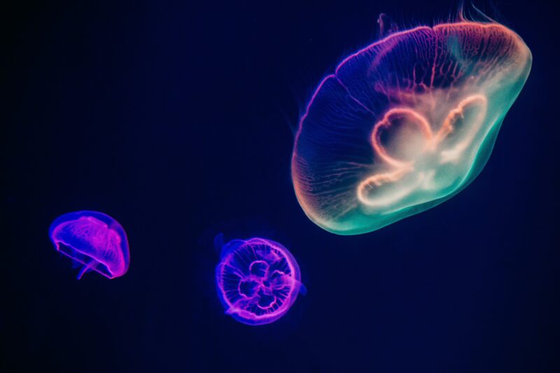 Ethereal Jellyfish Dance in Cosmic Waters 4K 5K Wallpaper