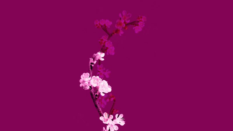 Plum Velvet Cherry Blossoms 4K 5K 8K Wallpaper