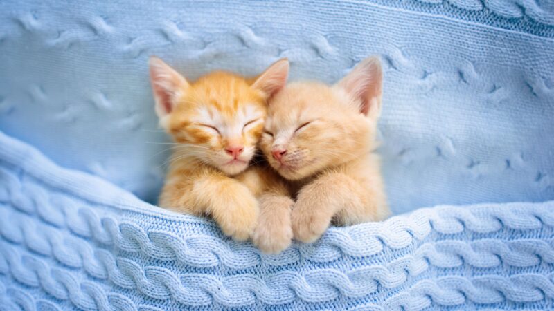 Adorable Kittens Cuddling in Soft Blanket 4K 5K Wallpaper