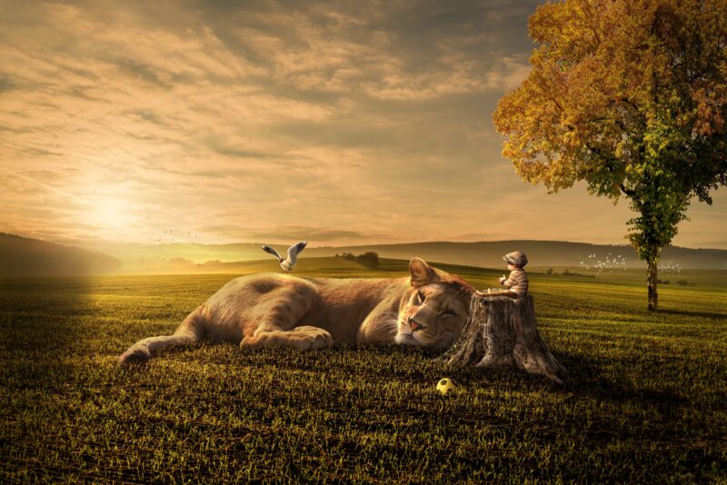 Sunset Play with Lion & Little Boy 4K 5K Wallpaper